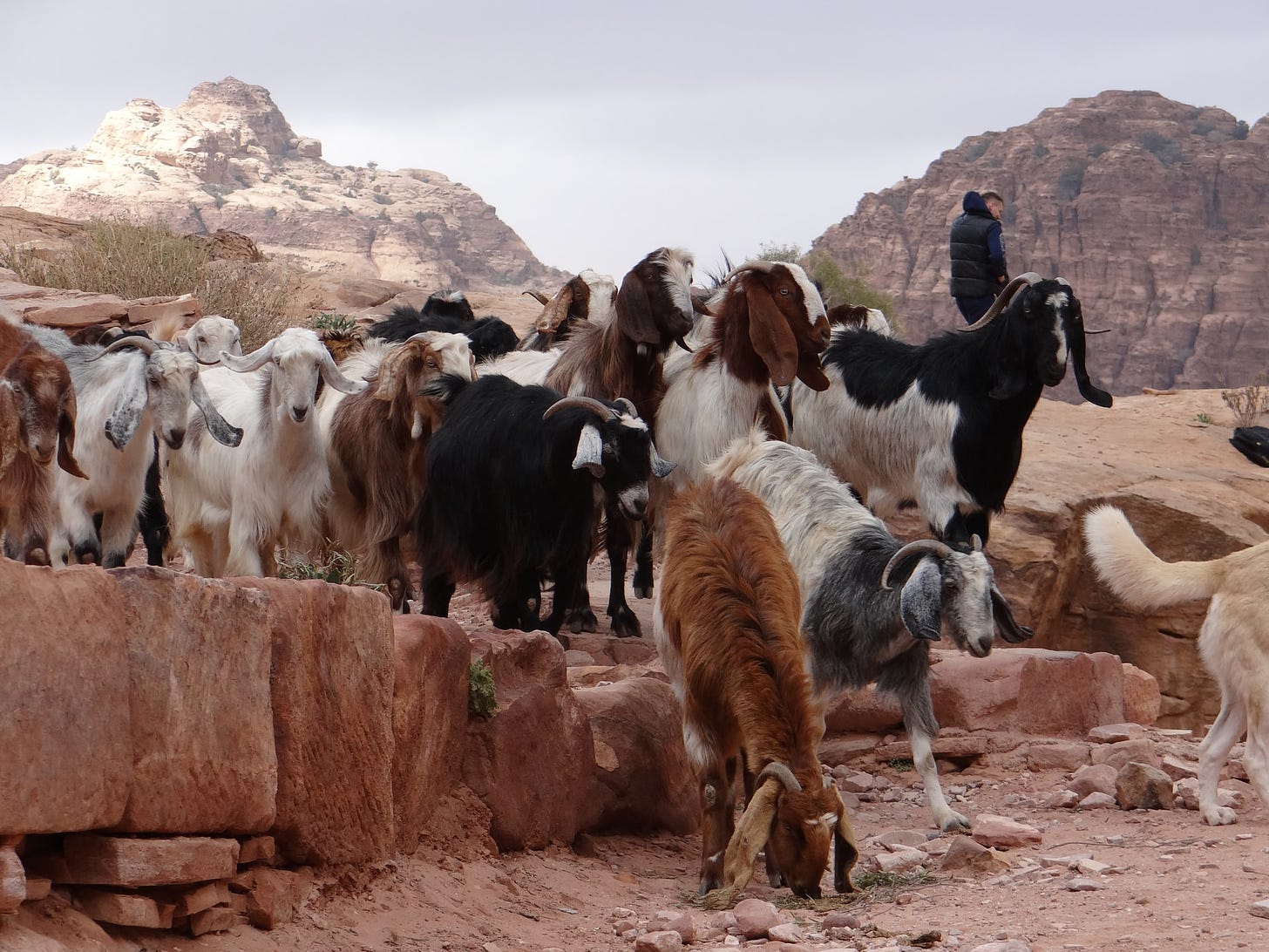 A group of goats on a rock outcrop in a desert, along with a human.