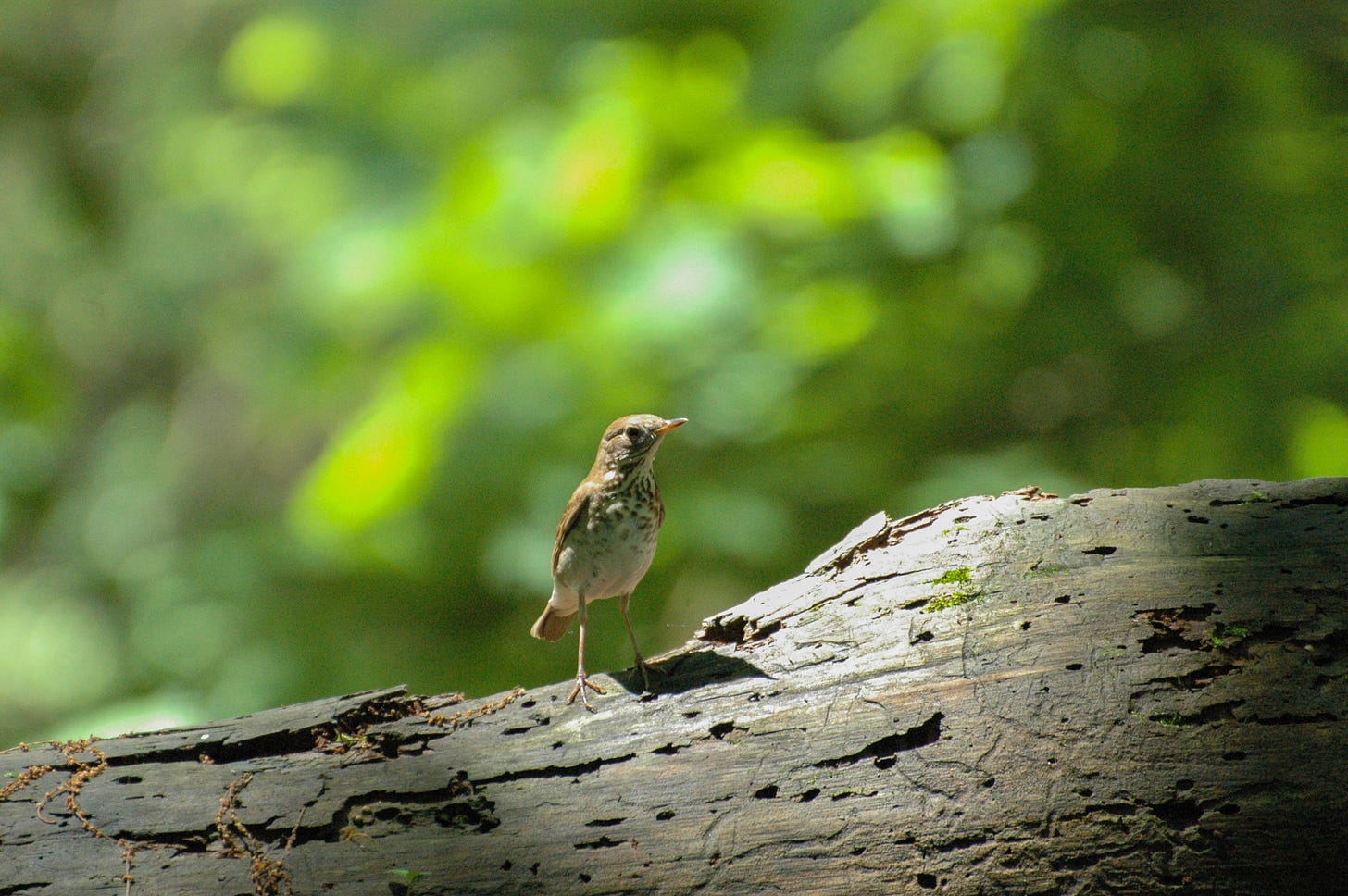 A medium-sized songbird with a white belly and brown spots stands on a large fallen log with green foliage in the background.