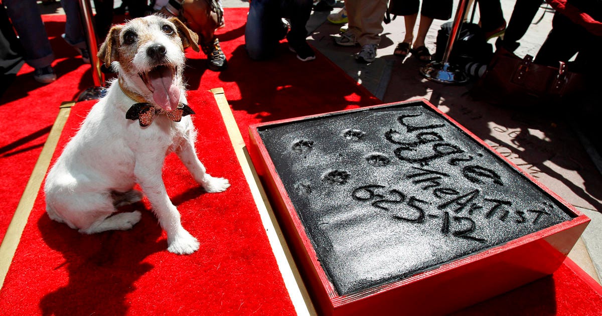 Canine actor Uggie, known for role in 'The Artist,' dies | MSNBC