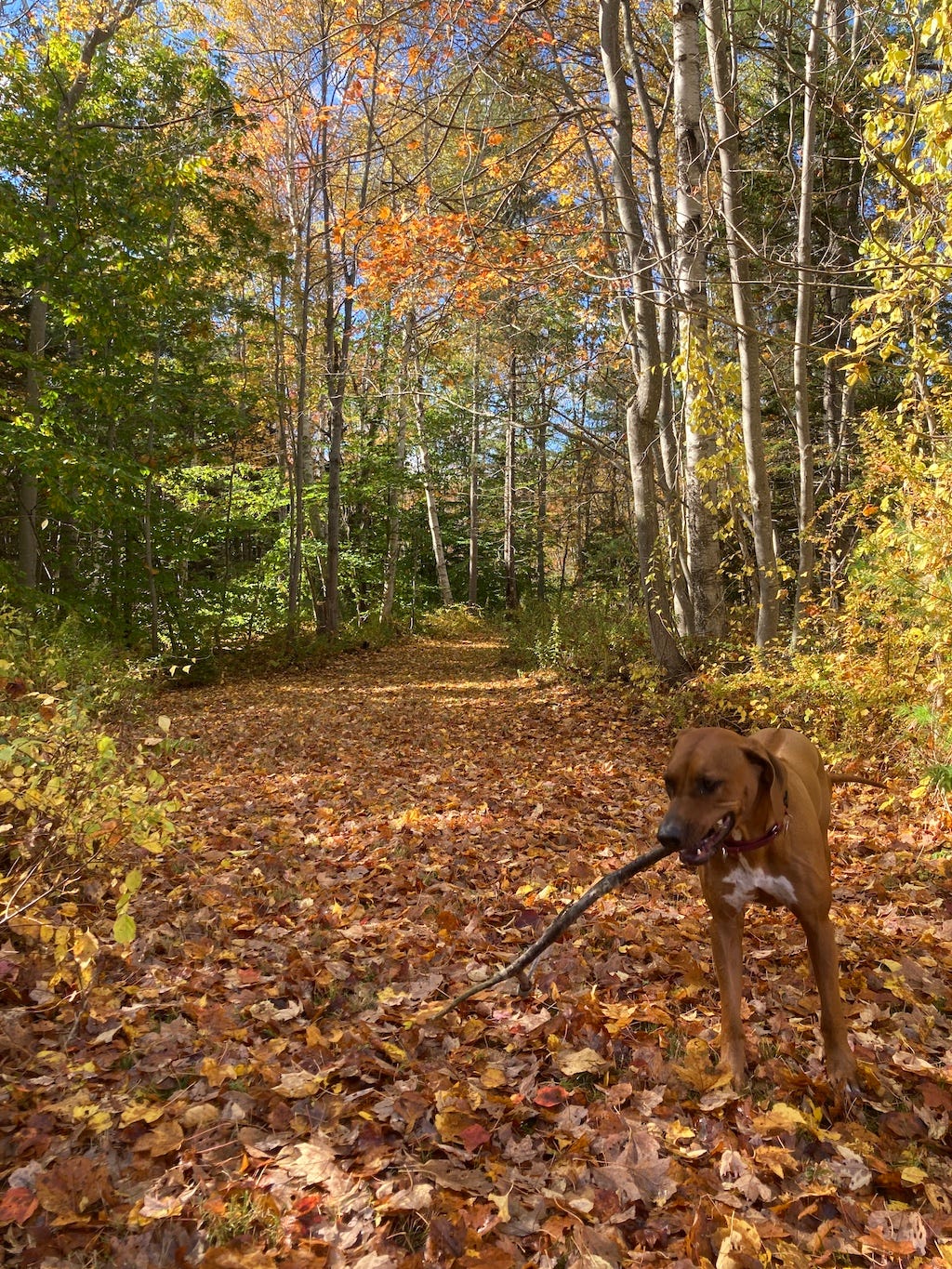 Sammy the Today in Tabs emotional-support ridgeback chews on a stick in the foreground of a ridiculously fall-leaf-strewn path in the woods. The beech leaves are still green for some reason but the maple and birch are almost all on the ground already, so the thick surrounding woods are an absolute fall festival of green, brown, red, yellow, and orange, all dappled with the kind of especially clear sunlight you only get on a crisp fall day after a couple days of soaking rain. 