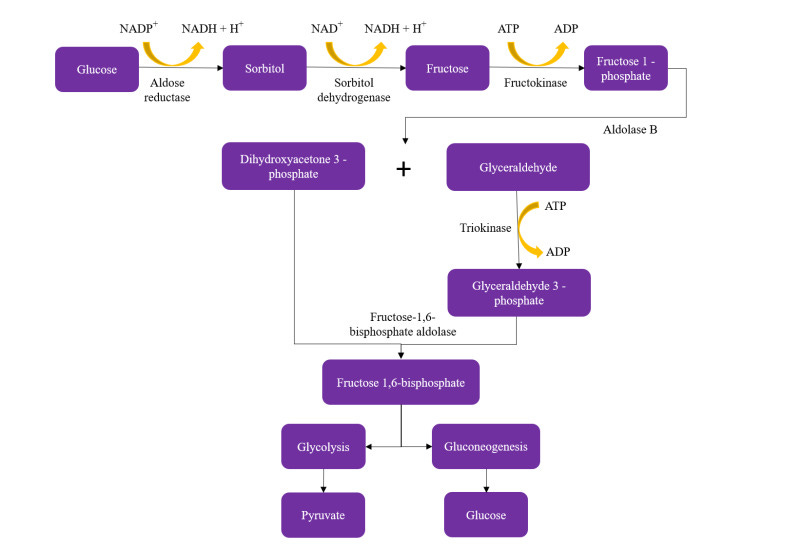 Metabolic Pathway of Fructose