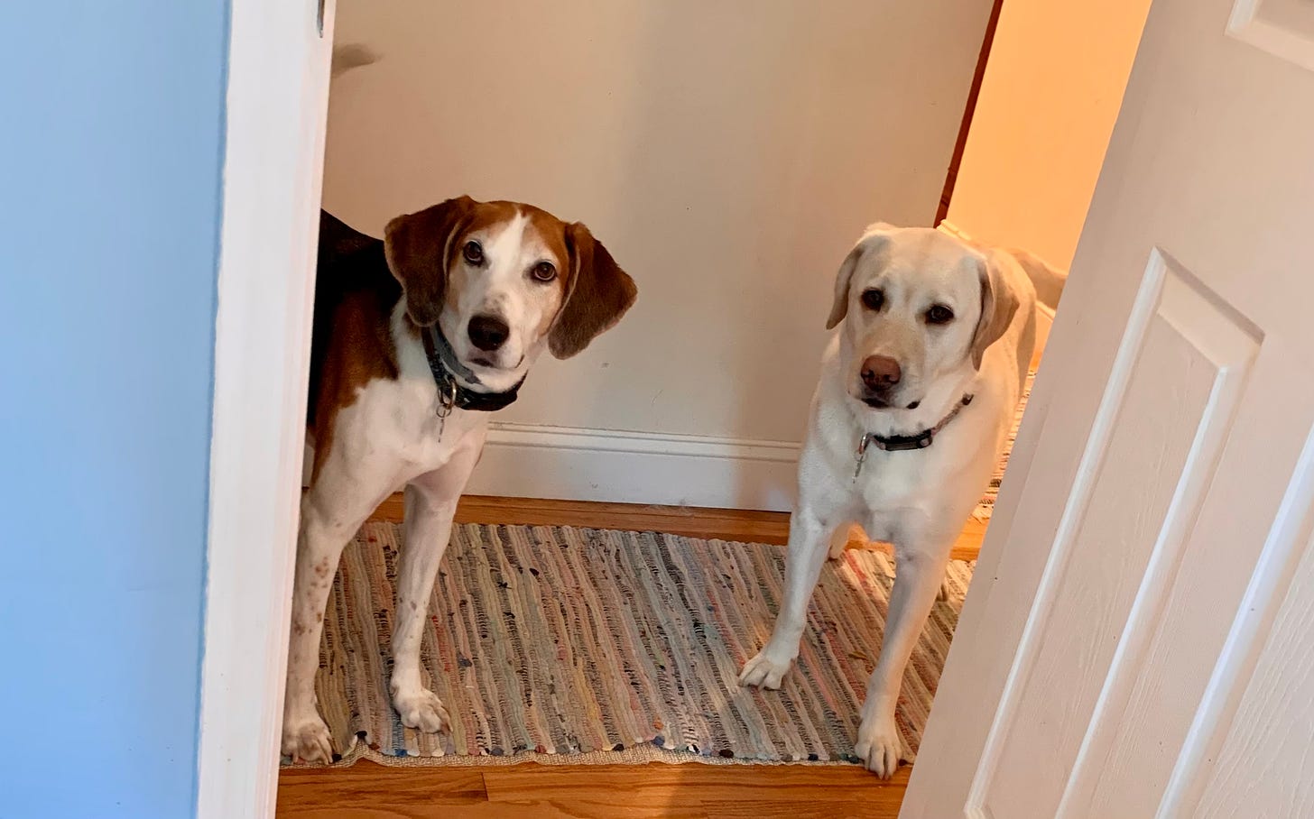 A white, brown and black American Foxhound and a yellow Labrador Retriever stand in a doorway.