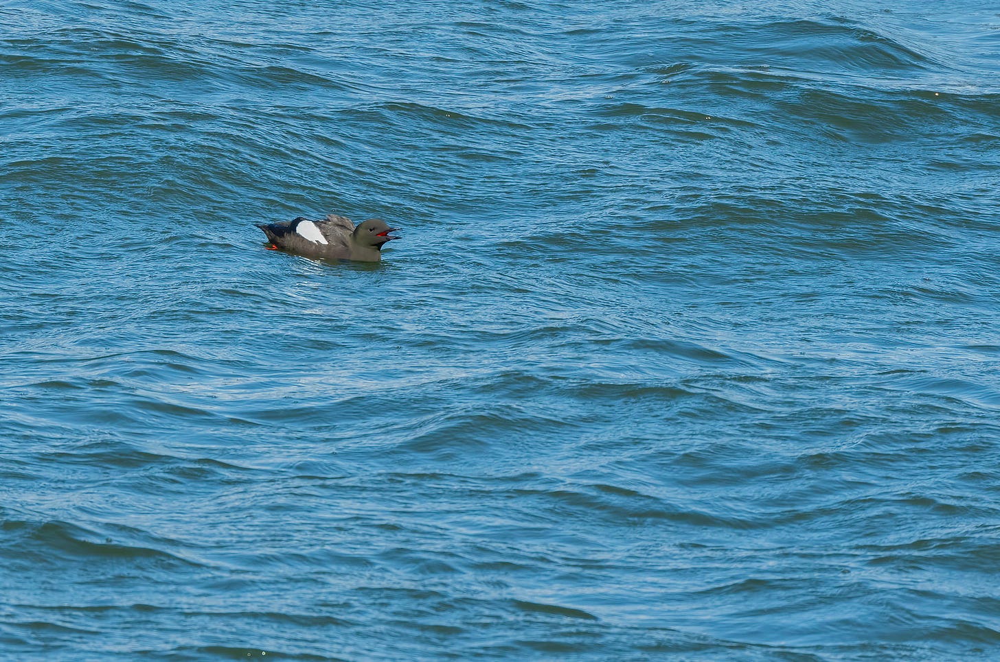 Photo of a black guillemot on the surface of the sea