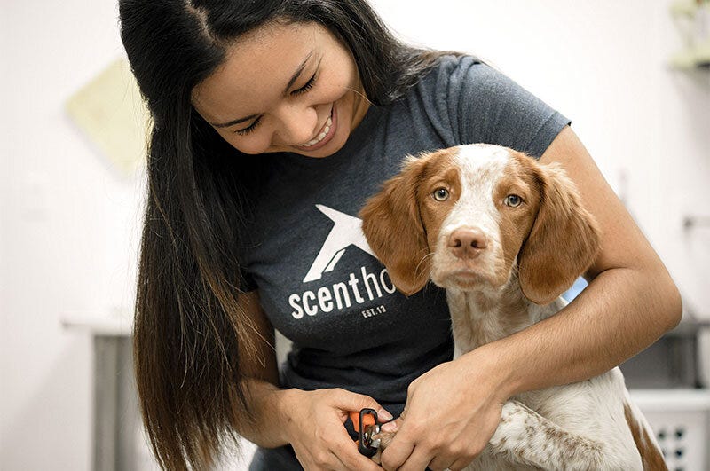 What Recurring Revenue Means For You | Scenthound Franchise — Dog Washing &amp;  Grooming Franchise | Scenthound Dog Franchise