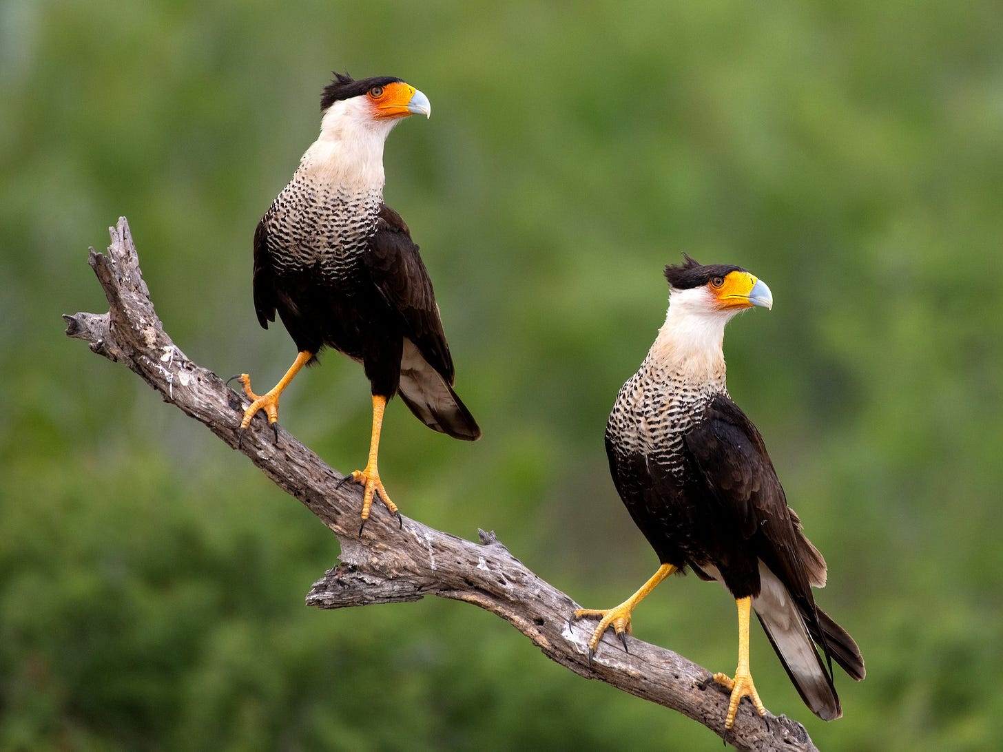 Crested Caracara (Northern) - eBird