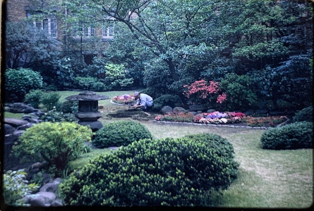 A lush garden with bushes and trees of varying shades of green. A man in the middle of the frame is tending to the garden beds.