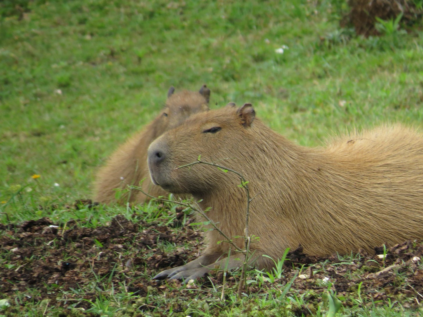 A wild capybara giving the camera the side-eye while sitting in grass