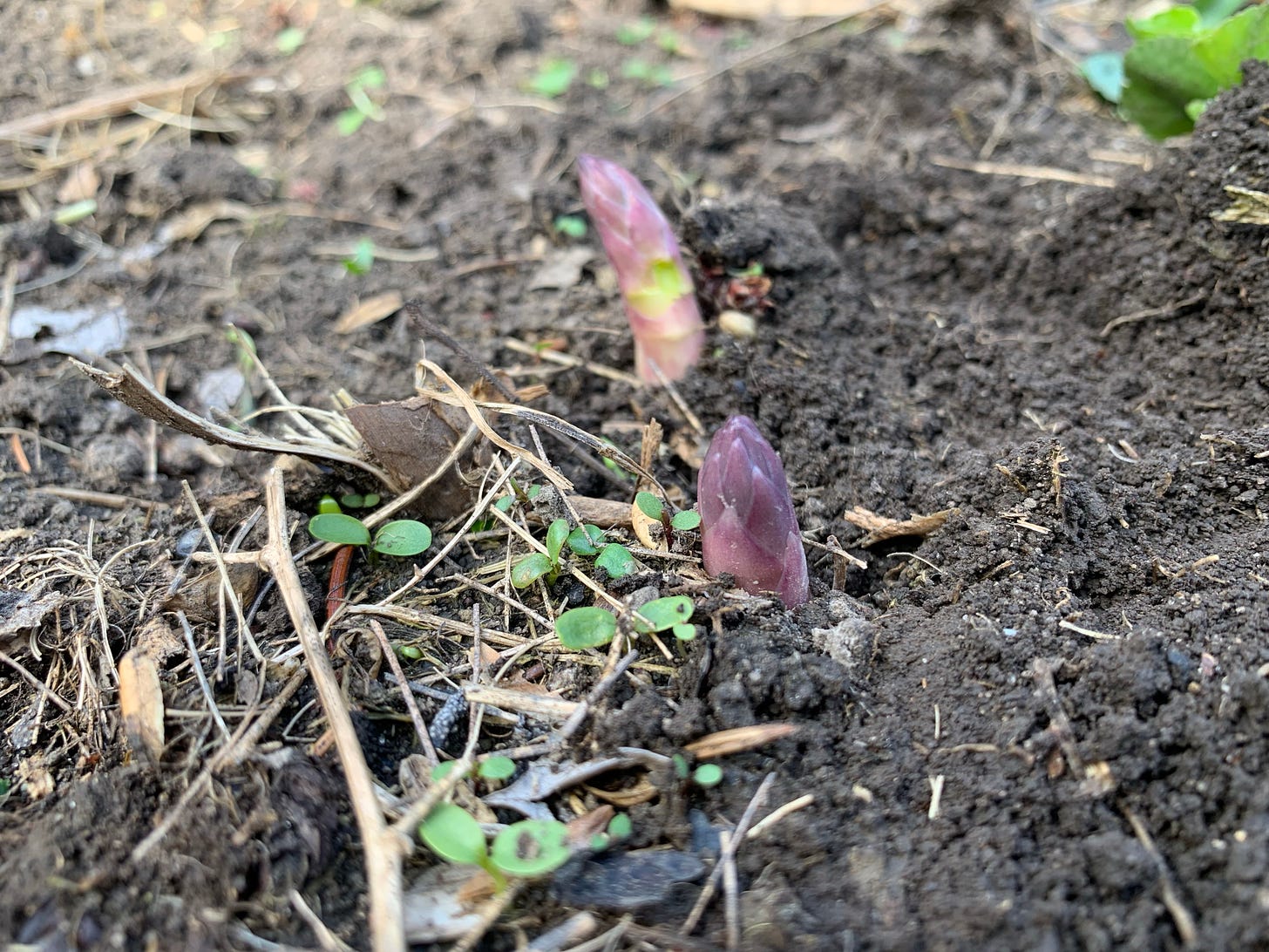 Two spear of asparagus poking through the earth