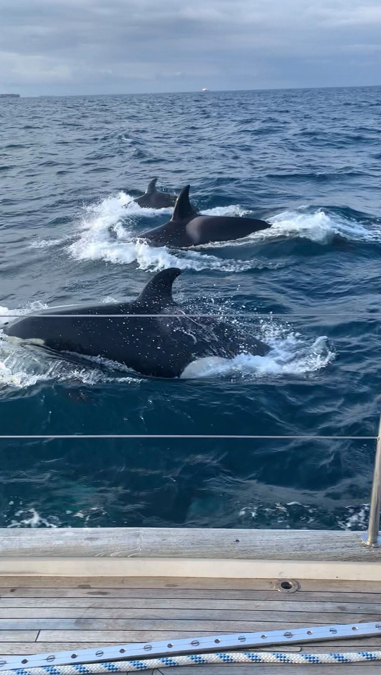 The 25ft orcas slammed into the vessel’s hull for two hours — and one swam away with a chunk of the rudder.
