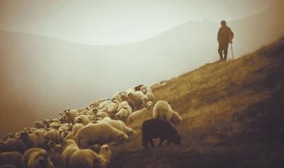 The metaphor of the shepherd holds deep implications for Christ, pastors |  Lifestyle | djournal.com
