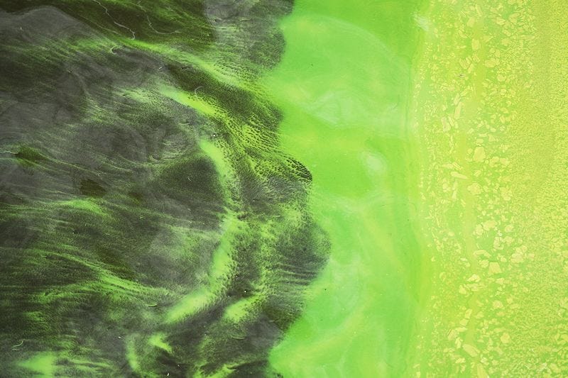 Florida Declares State Of Emergency Over Toxic Algae Bloom From Lake Okeechobee