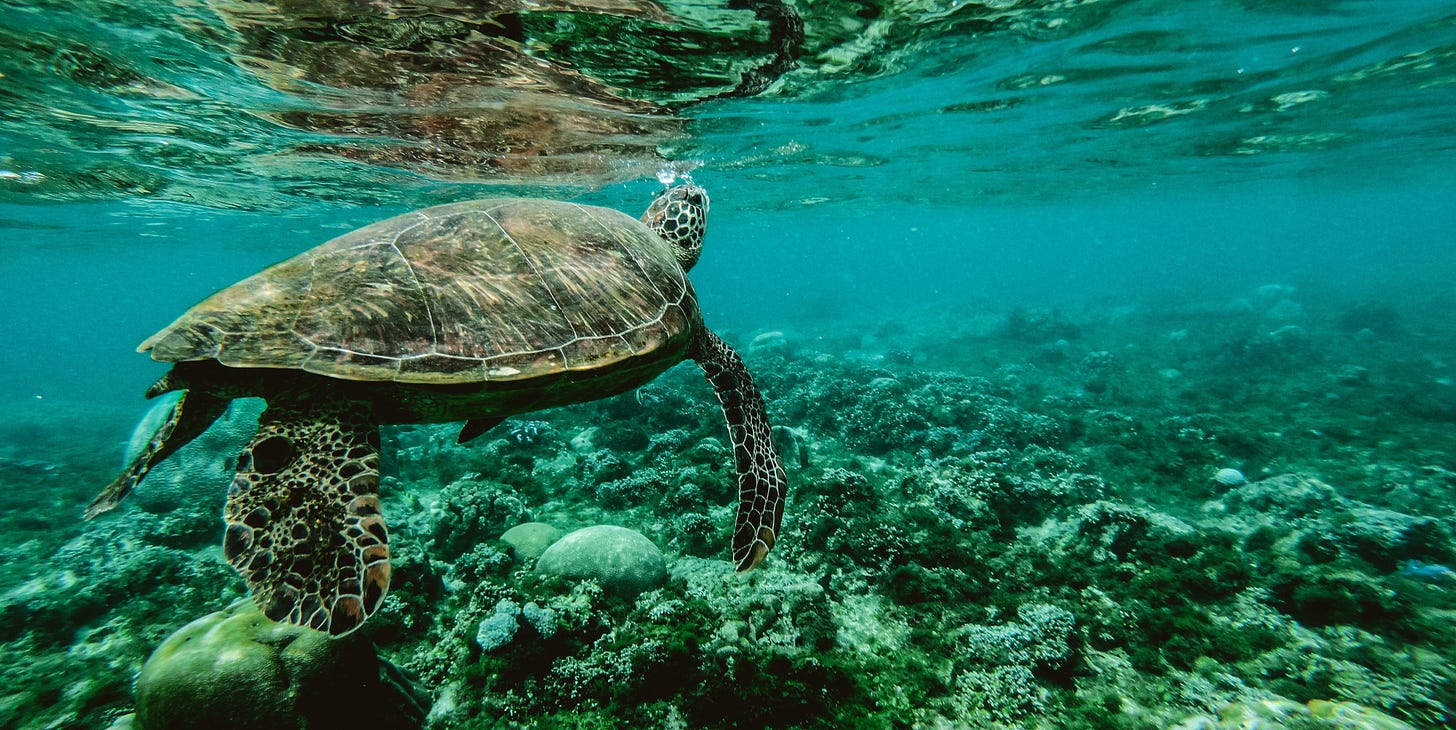 More than half of the world’s turtles have likely eaten plastic waste.