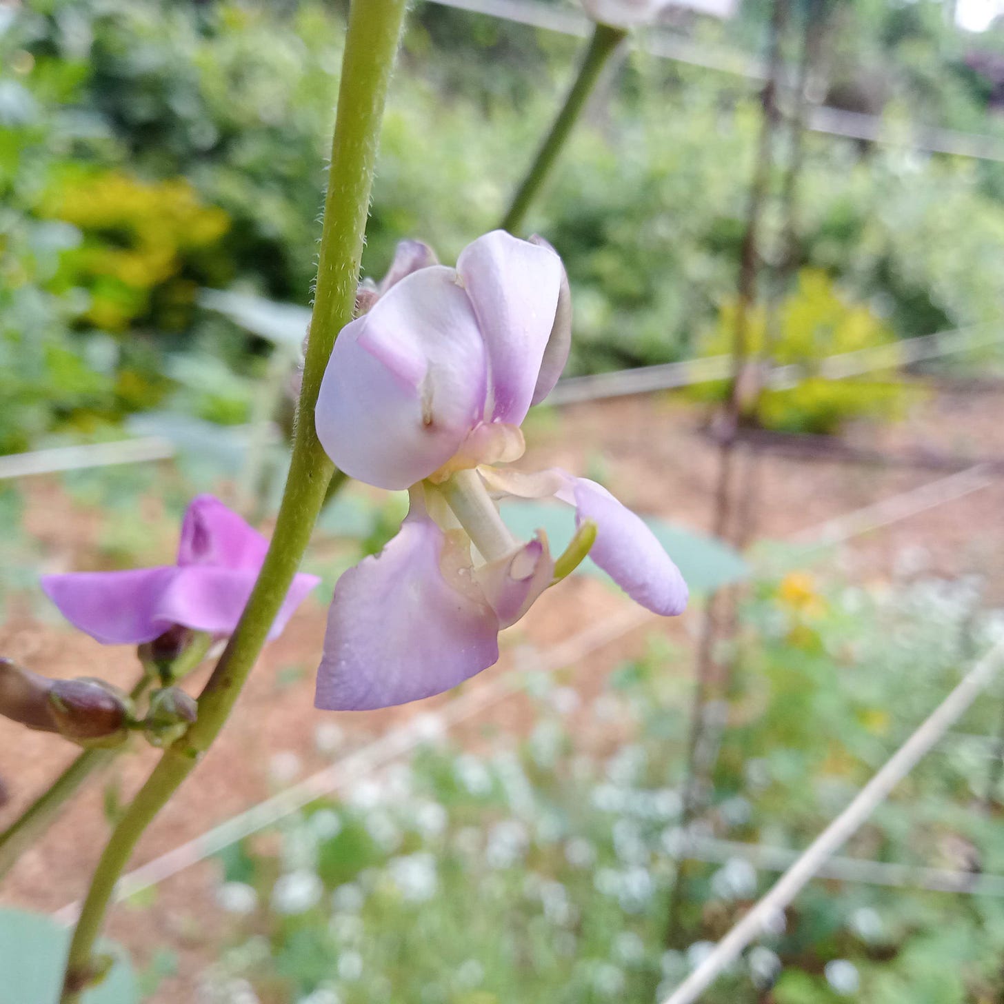 purple njahi flower
