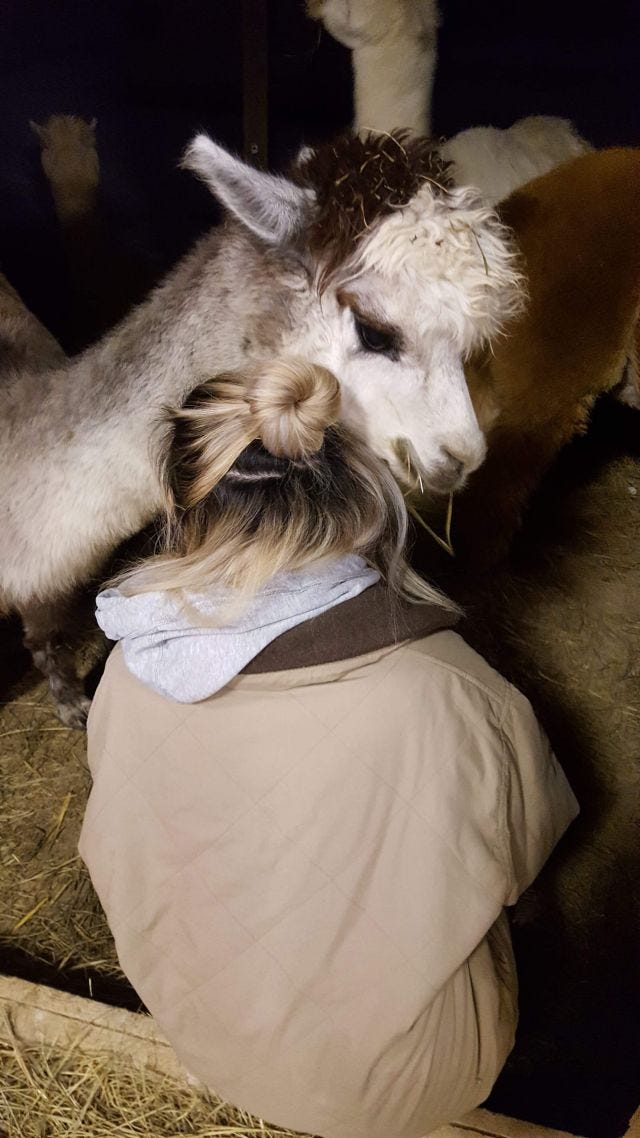 Me sitting next to an alpaca named Georgie