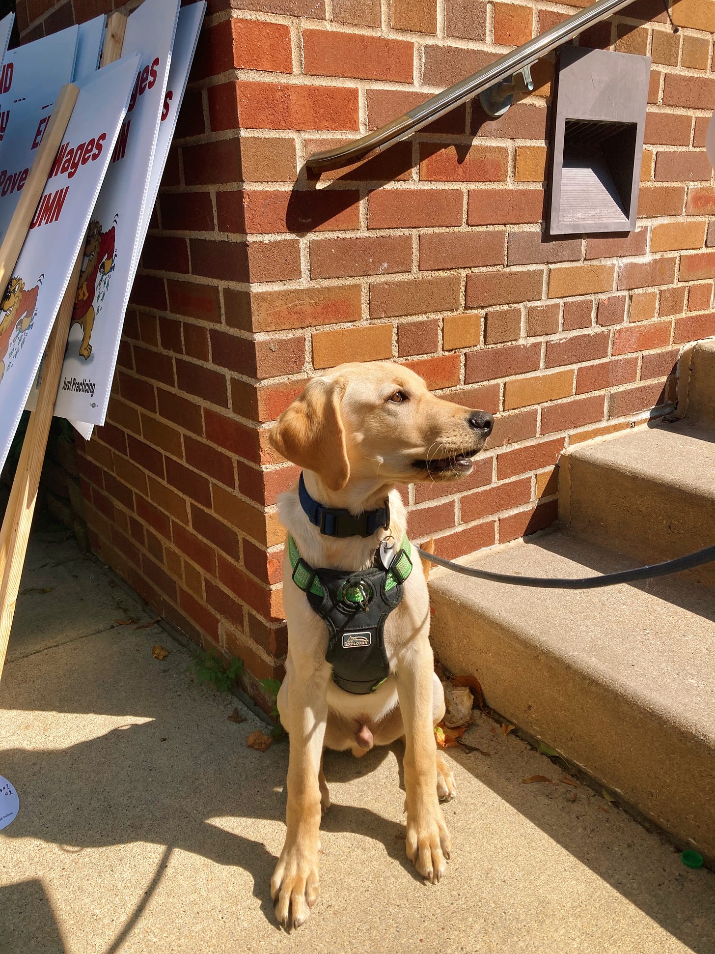 a side profile of a yellow lab puppy sitting next to some picket signs
