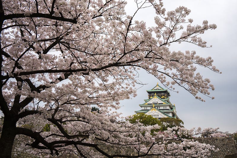 Osaka Castle with cherry blossoms © mssdotnet
