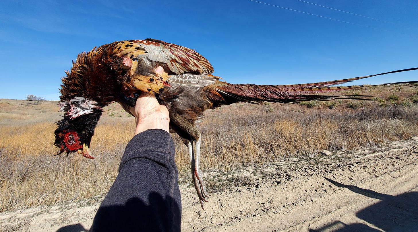 A pheasant held in an outstretched hand