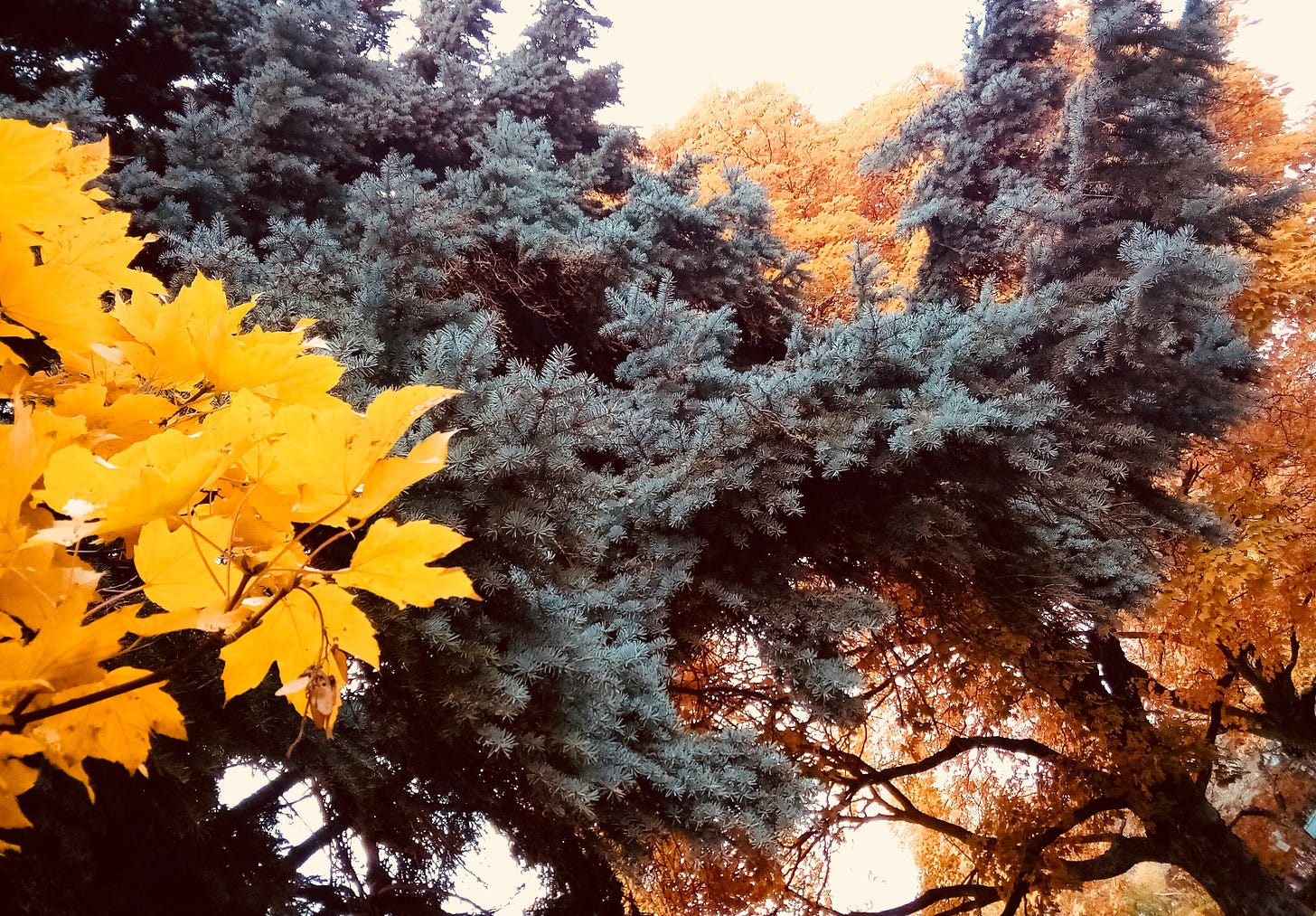 Three trees with fall colors side by side