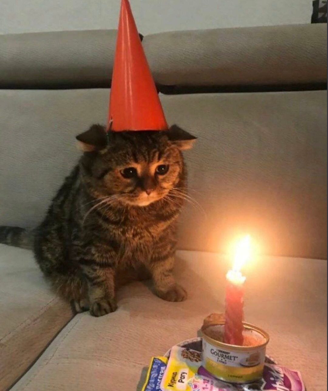 poorly drawn cats on Twitter: "happy birthday to me  https://t.co/NHW1IOXEK0" / Twitter