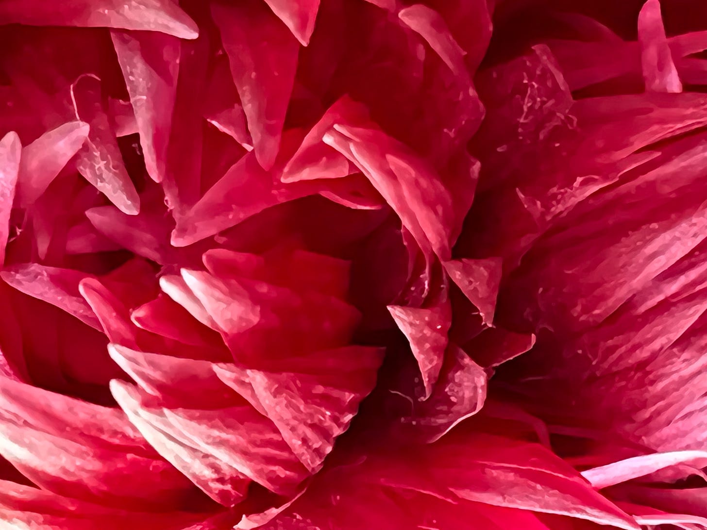 close up of a red cactus bloom