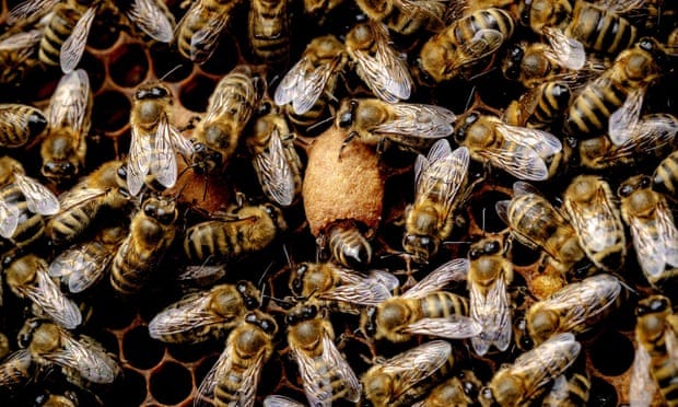 Image of honey bees.