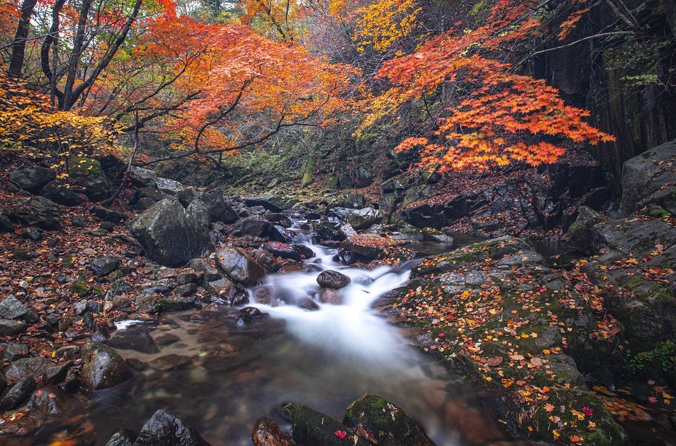 Stream, Forest, Autumn, Fall, Brook, Creek, Flow