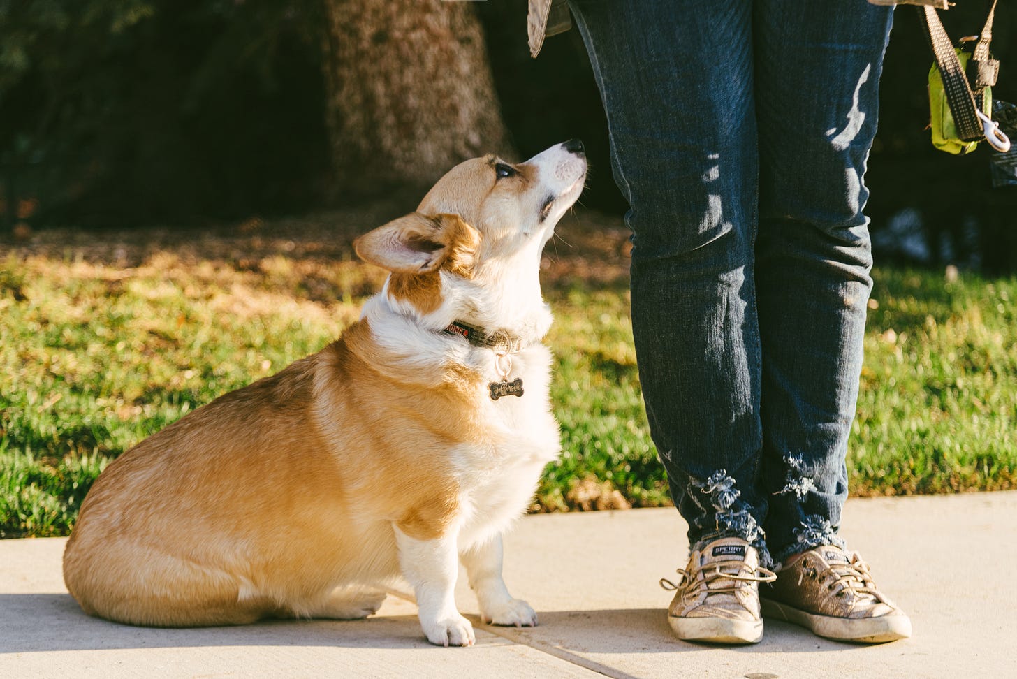 An adorable corgi looking up at his owner. Owner is wearing sparkly converse sneakers and jeans. Standing oustide in front of a tree on the sidewalk.