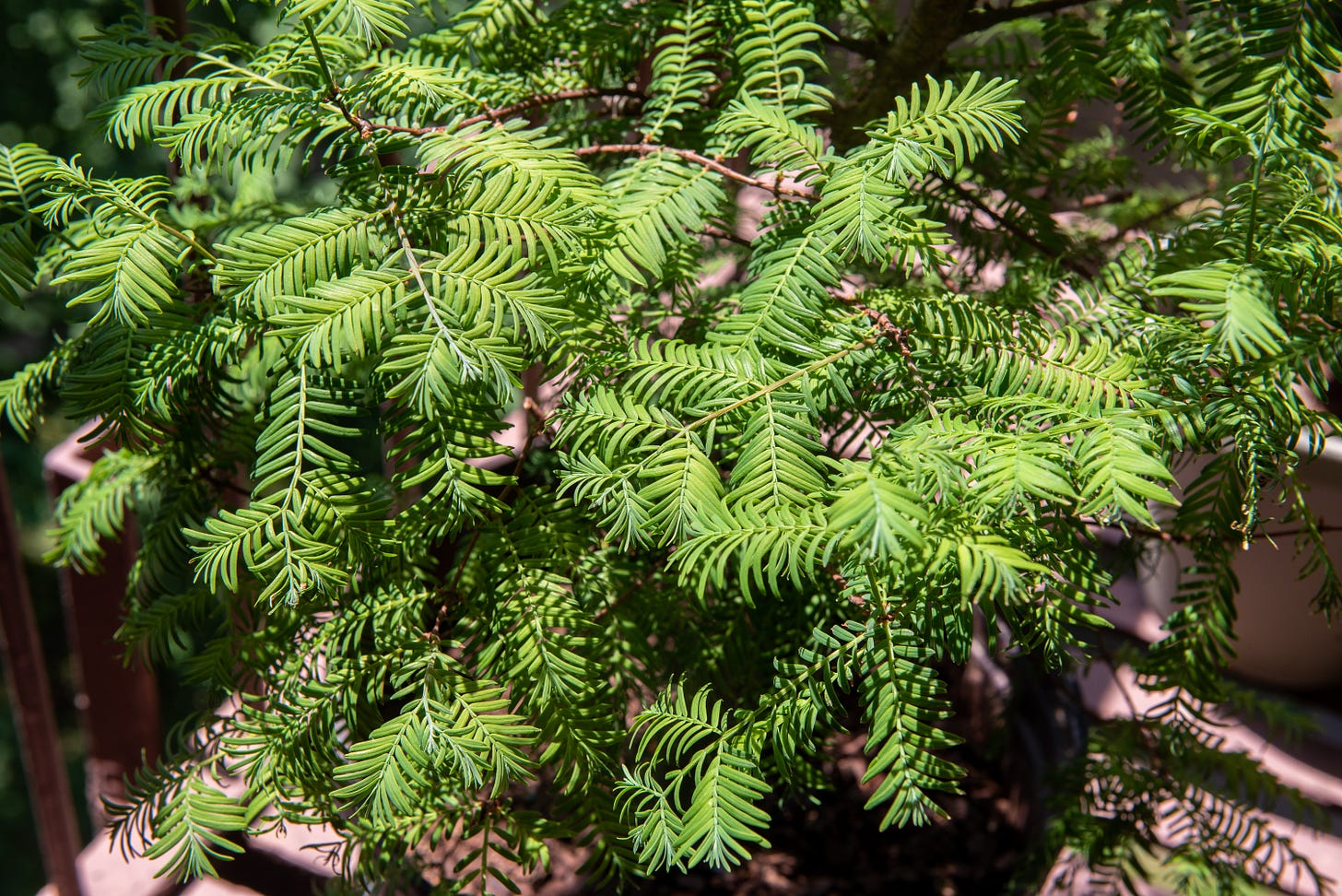 Image description: Photo of fern-like dawn redwood leaves. End image description.