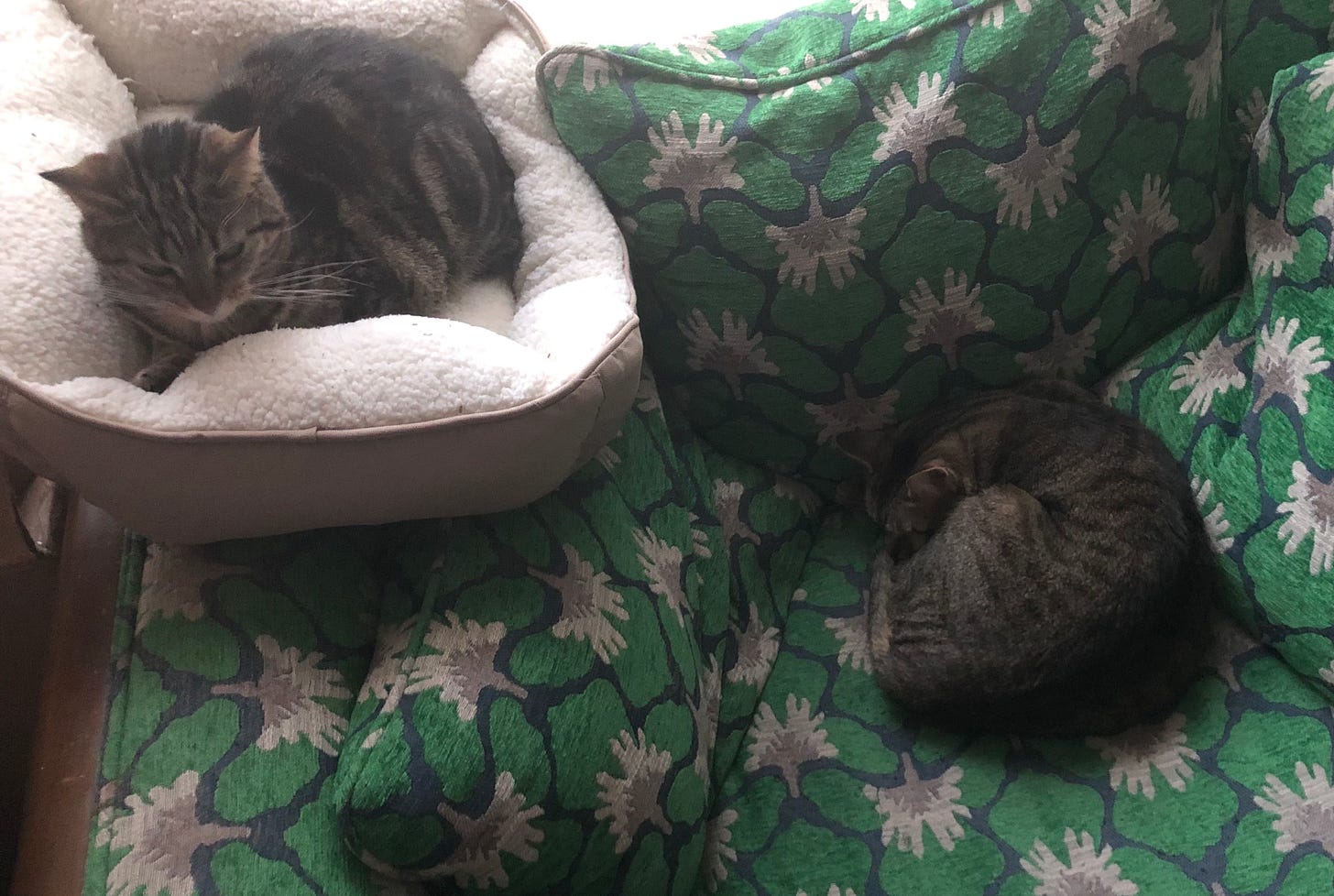 Two tabby cats laying down in an oversized chair.