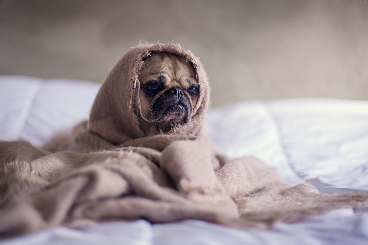 pug dog looking sad swaddled in a brown blanket