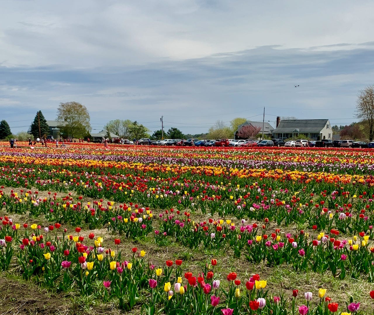 rows of red yellow purple tulips. In the midground is the farmhouse and parked cars. above is a cloudy overcast sky