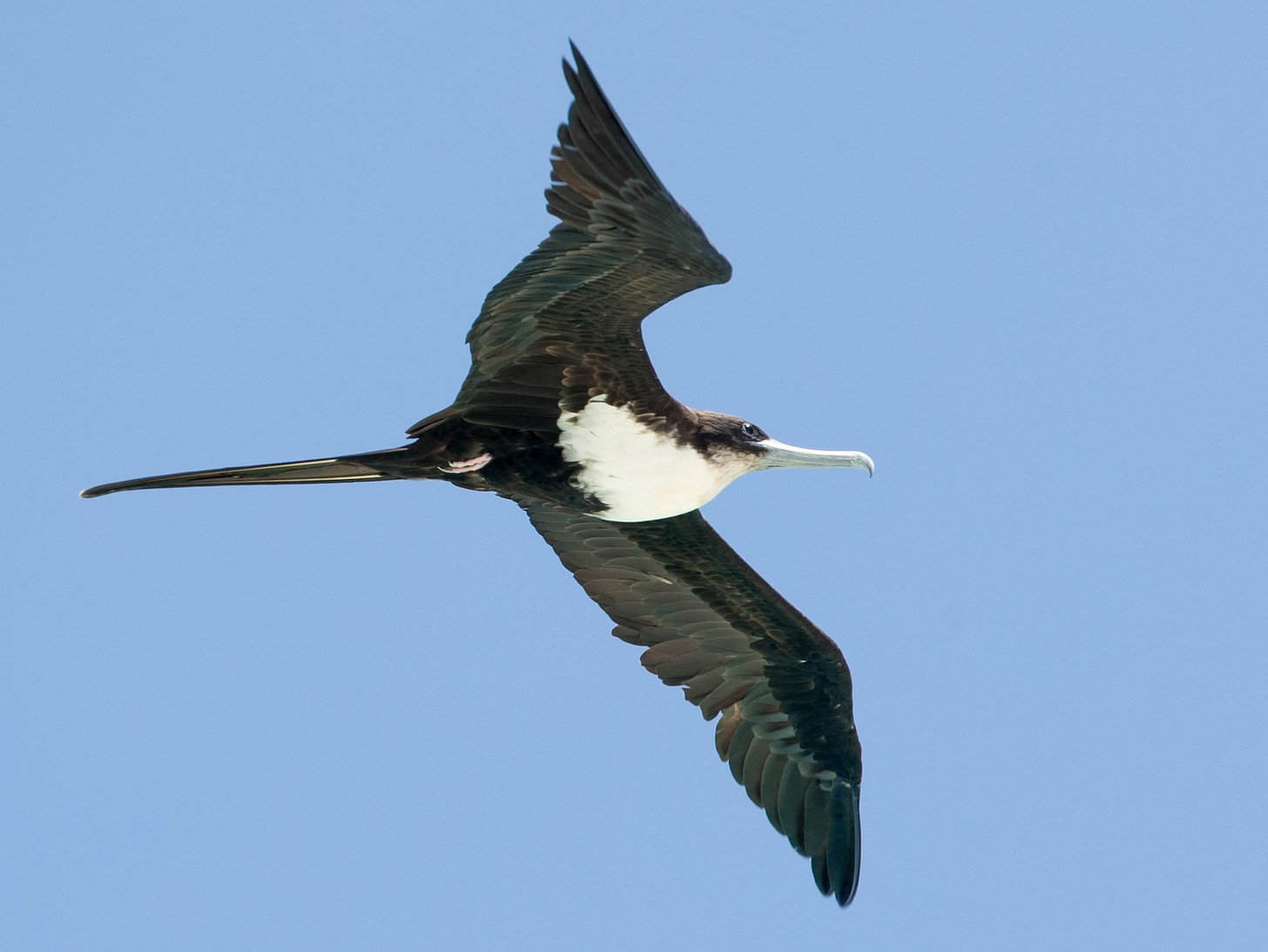 Great Frigatebird - eBird