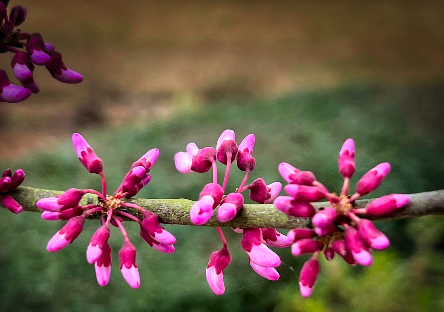 Closeup view of the pink blossoms of the Red Bud Tree with a burred background