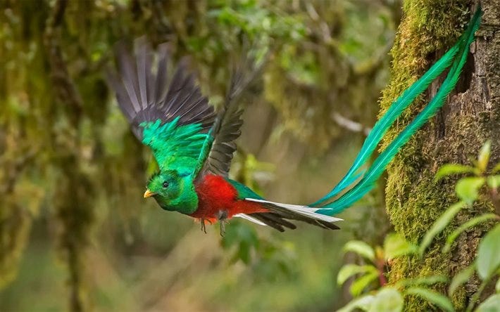 Herunterladen hintergrundbild quetzal, schöner vogel, regenwald, costa  rica, south america für desktop kostenlos. Hintergrundbilder für ihren  desktop kostenlos