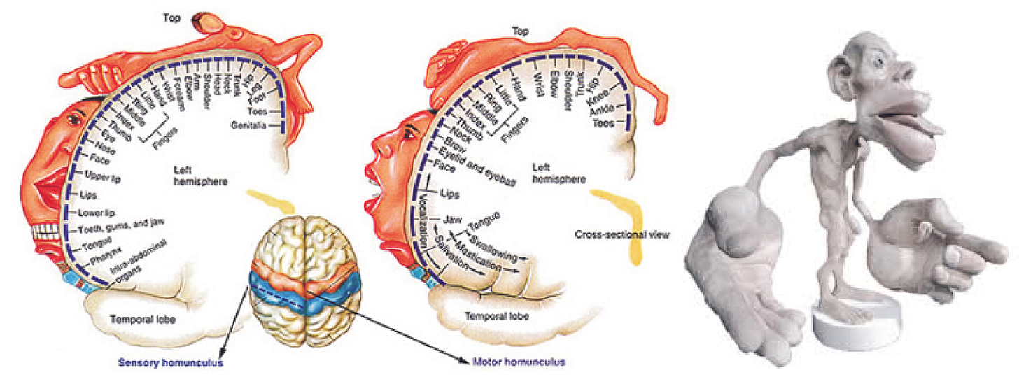 The Cortical Homunculus - Reshaping the Brain through ...
