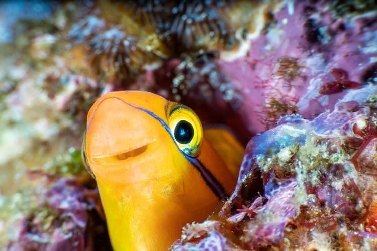 Blenny Hiding in Coral