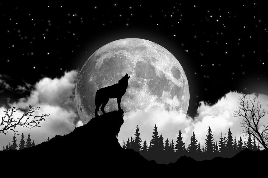 Black and white wolf howling at the moon Drawing by Julien | Fine Art  America