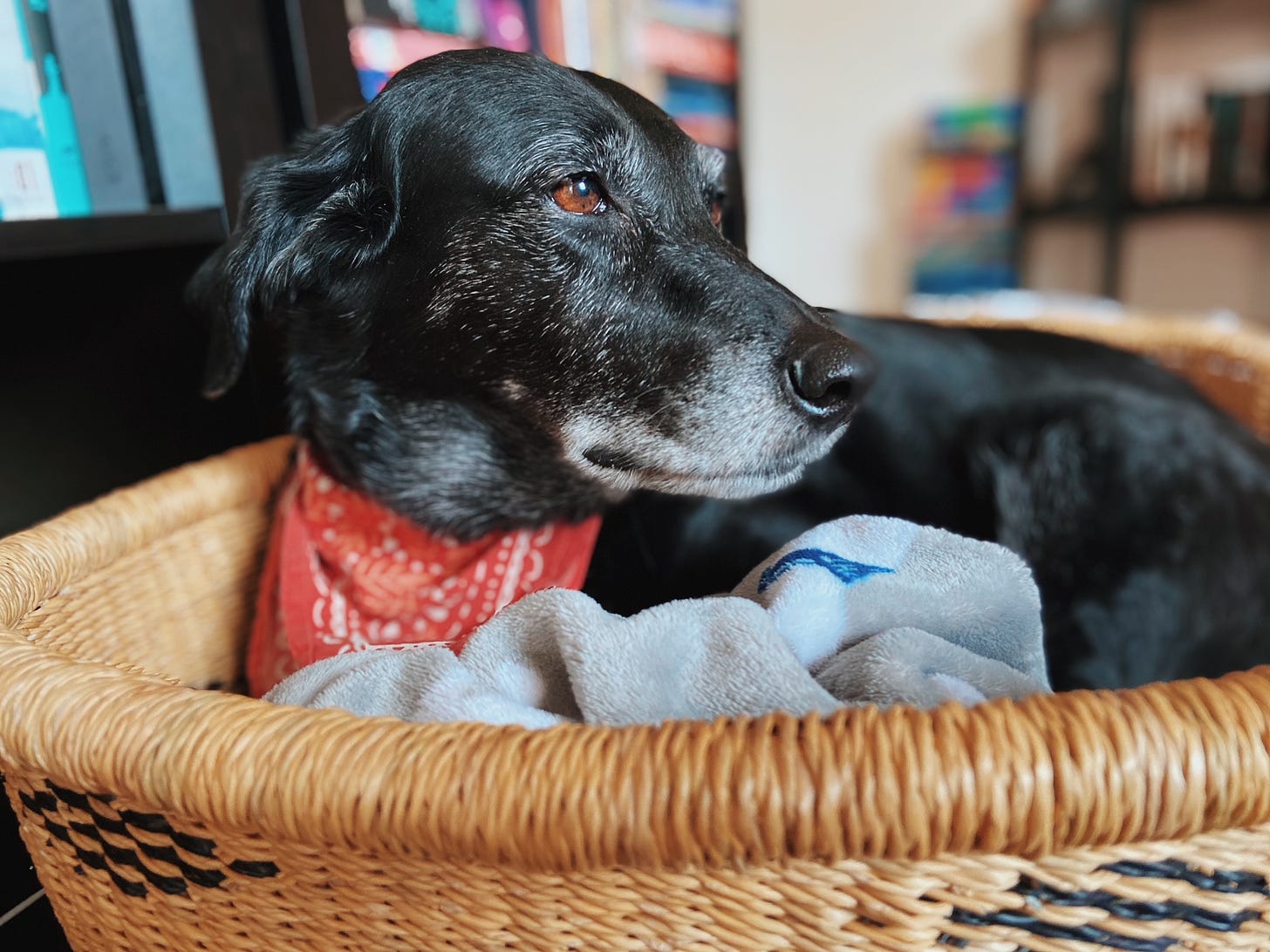 black dog wearing a red bandana laying curled in a basket with a blanket.
