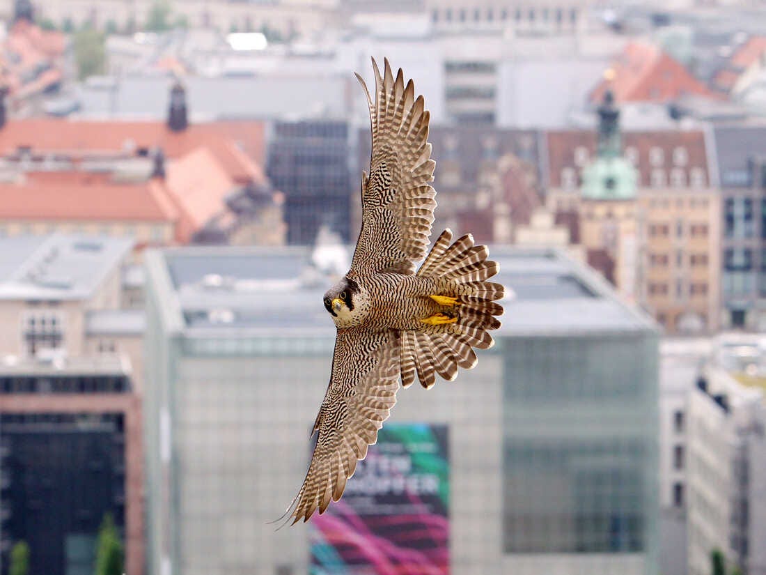 Falcons Dive Like Missiles, Study Suggests : The Two-Way : NPR