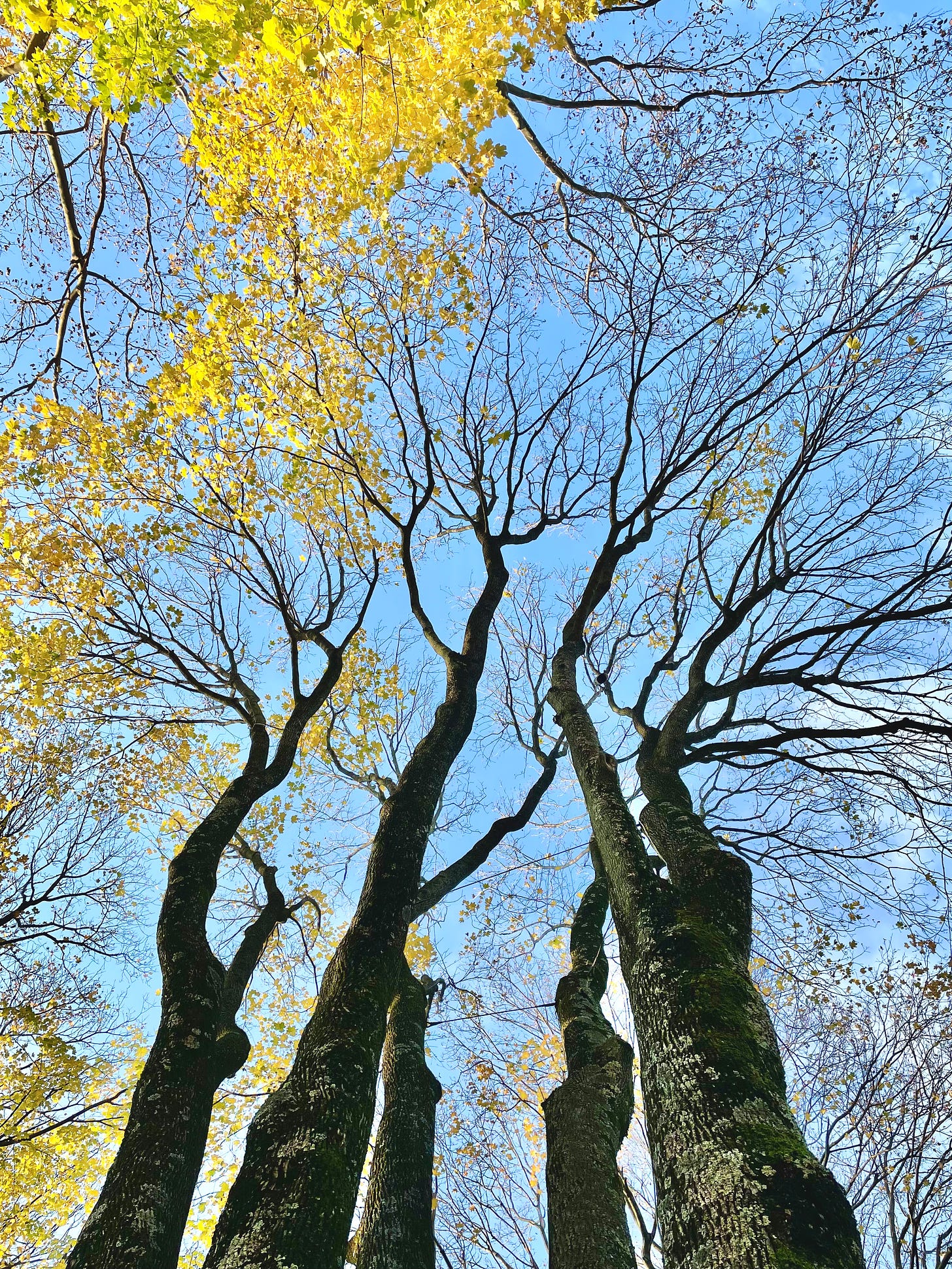 Image description: Upwards shot of red maple trees with bare branches and yellow leaves. End image description.