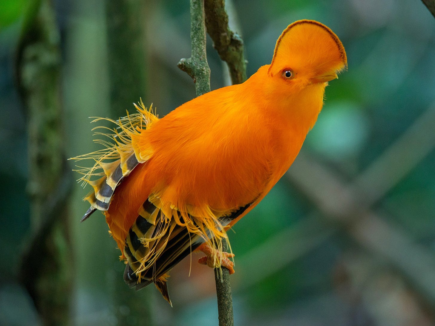 Guianan Cock-of-the-rock - eBird