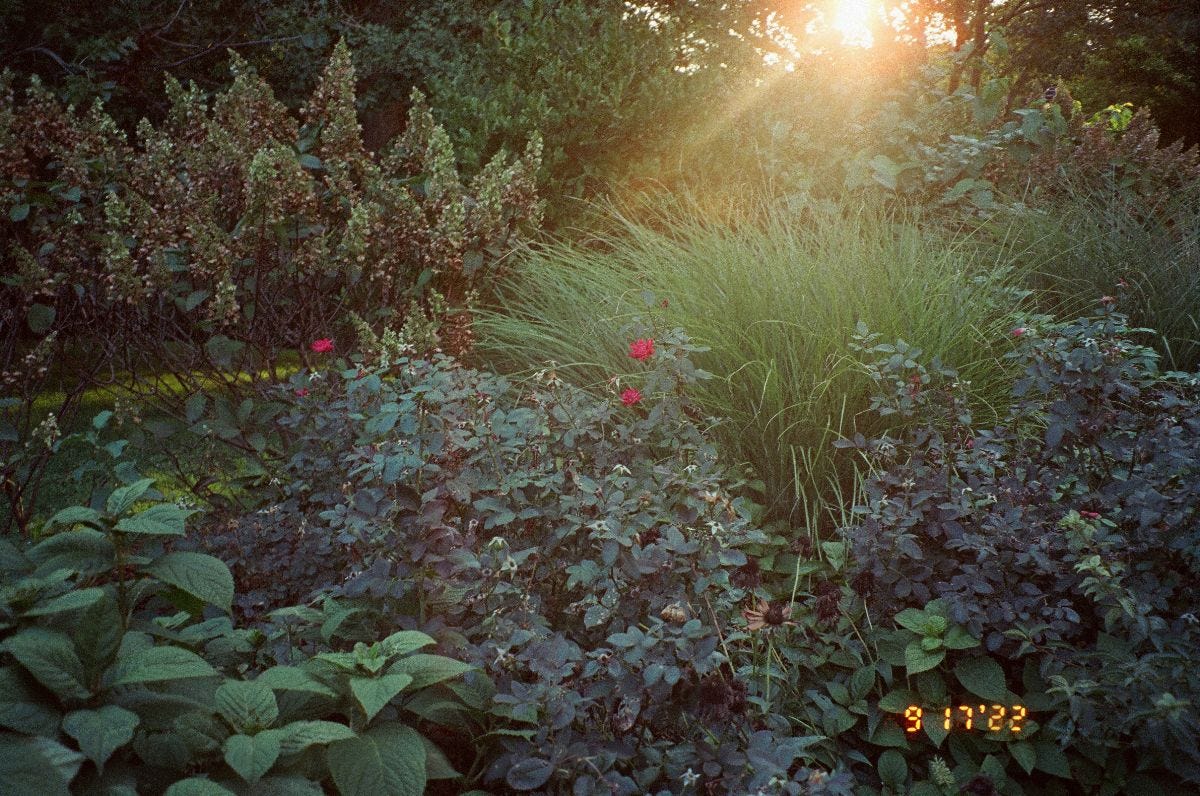 snapshot photograph of 3 pink flowers in the midst of lots of greenery. The sun is peaking into the top right third of the frame. At the bottom right corner, the date "9 17 '22" is printed in digital neon orange numbers