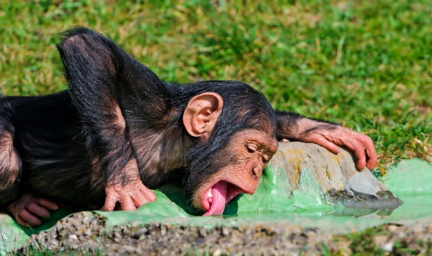 Chimpanzees have sessions, get drunk, go for a lie down - new study