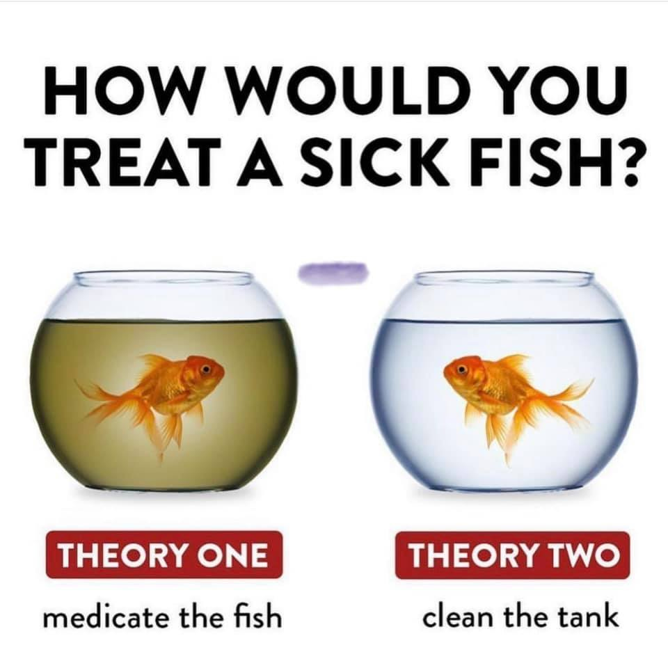 How would you treat a sick fish? Theory One: medicate the fish. Theory Two: clean the tank