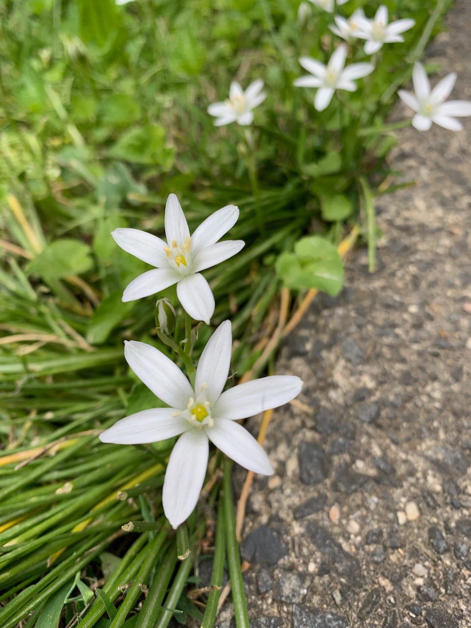 white flower with 6 petals growing between grass and the concrete sidewalk.