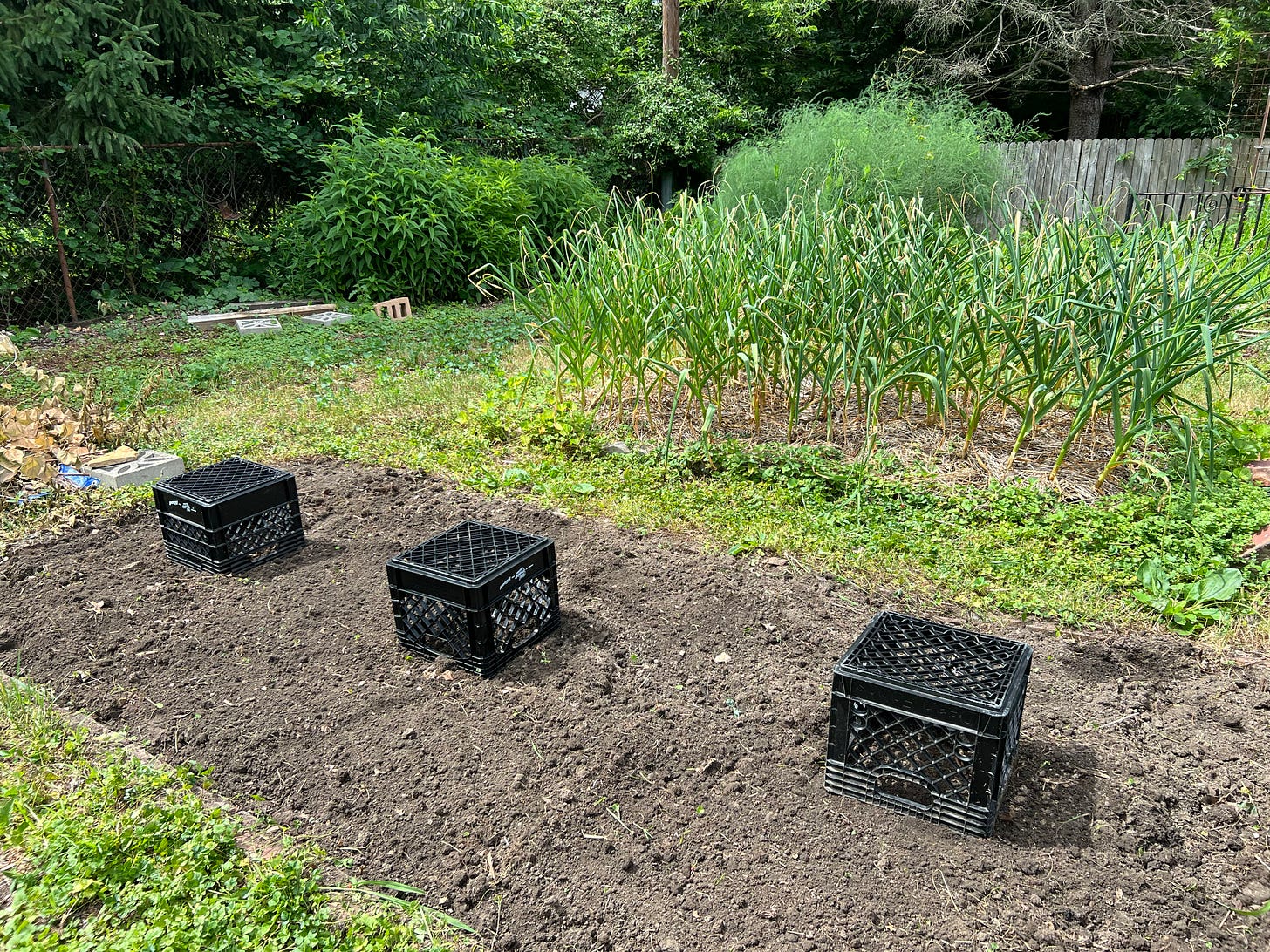 a garden bed with three milk crates spaced out equally on top