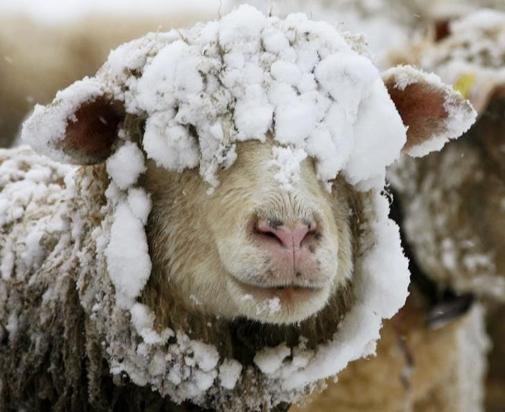 frozen sheep | Sheep, Sheep and lamb, Goats