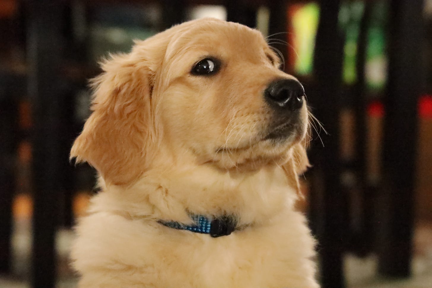 A golden retriever puppy with a look of what seems like mortification in its eyes
