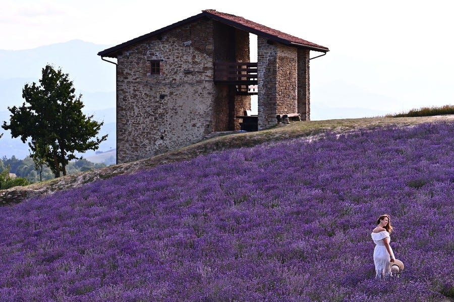 A woman walks through a field of lavender.