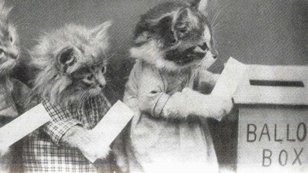 Here Is a Picture of Cats Voting – Mother Jones